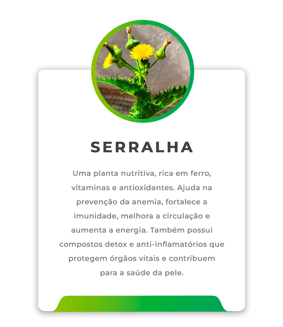 Ingrediente Serralha no Slimchá